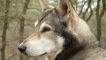 Sarlos wolf dog: красиво, но тъкане